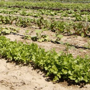 348 Investigacion Derby