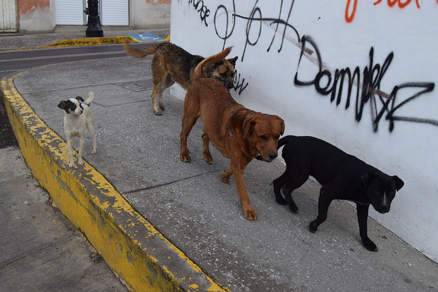 Son los animales los más olvidados en desastres naturales de Aguascalientes