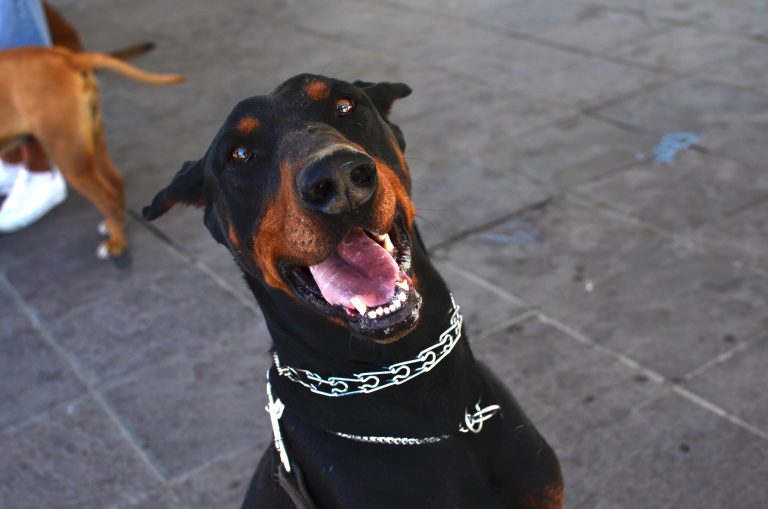 Campaña de Esterilización Canina y Felina gratuita en Cañada Honda, Aguascalientes
