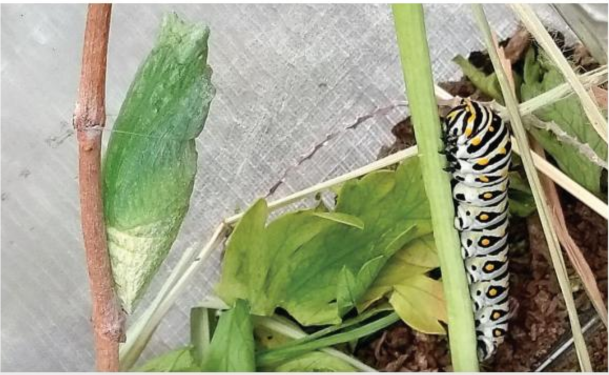 Sólo se transforman