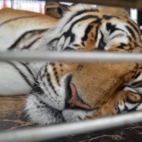 14359824358_d6666ece9c_z