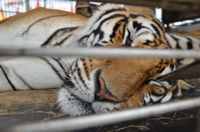 Incongruentes con su Ley de circos sin animales, políticos del PVEM pretendieron comprarlos