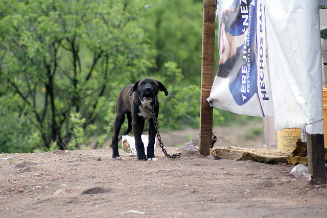 Maltrato a los animales se vincula directamente con violencia a grupos vulnerables