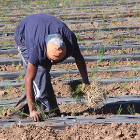 27530934777_4b626cef7a_o