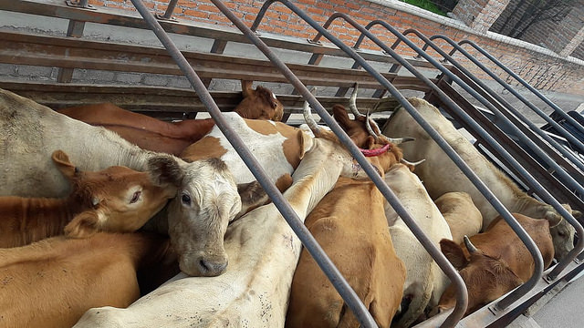 Unidad especializada contra abigeato en Aguascalientes atiende al menos un caso diario