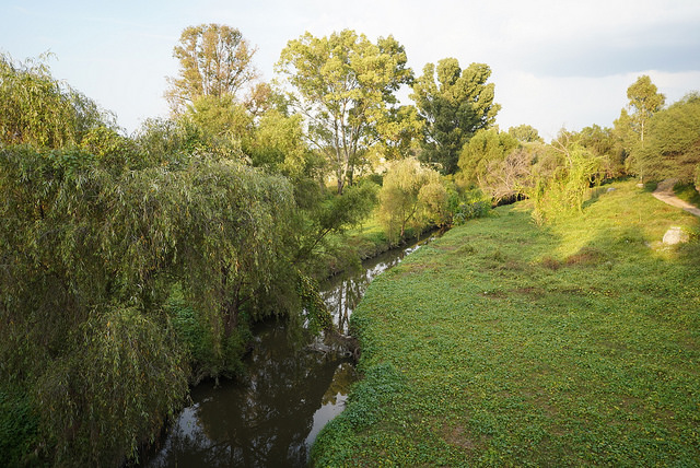 Solicita gobierno de Aguascalientes retiro de 83 árboles de San Ignacio y Segundo Anillo