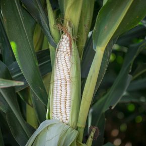 31563029368_2d17b5abf0_z