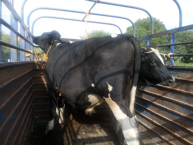 Urge combate frontal al abigeato en Aguascalientes