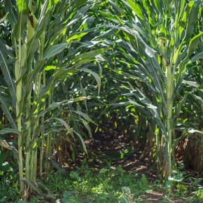 44523428565_91ae4b0e7c_z