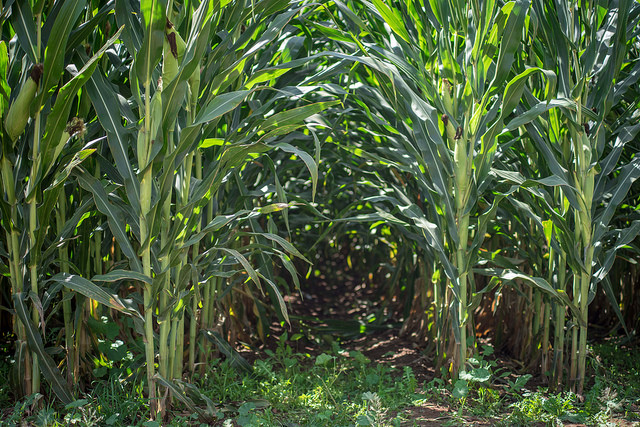 Urge capitalizar el campo a través de la organización de los productores