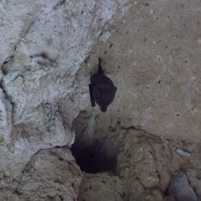 45418935161_52e67d4440_z