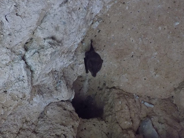 Detectan especie de murciélago en peligro de extinción en el Bosque de Cobos de Aguascalientes