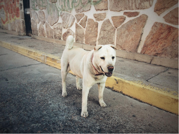 Caminando con Benito: El perro que endulzaba la cultura peatonal/ Aguas con la movilidad