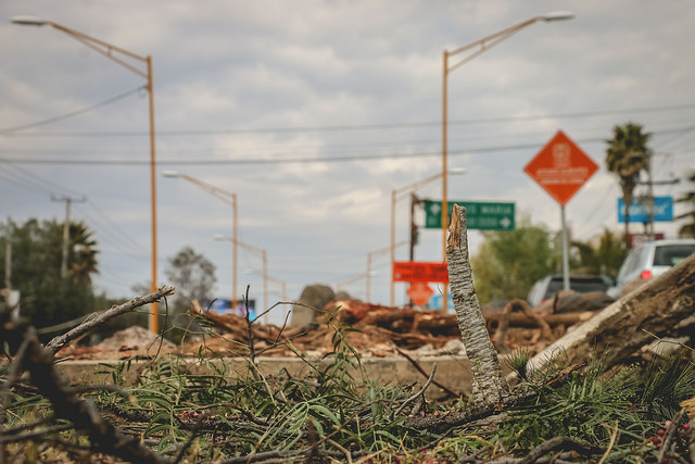 En 2018 se ha solicitado a Semadesu la tala de 600 árboles en Aguascalientes