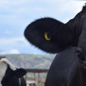 29498907357_0118281a73_z