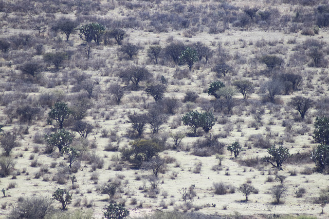 Organizaciones de Aguascalientes piden negar fraccionamiento en Cobos