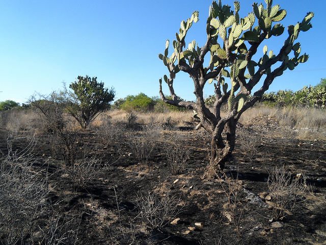 La ética ambiental en un mundo cada vez más caliente