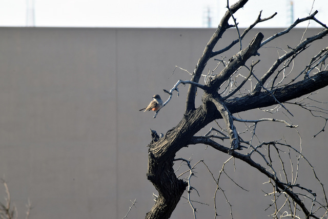 Ambientalistas de Aguascalientes no han presentado denuncias formales ante Fiscalía y Derechos Humanos