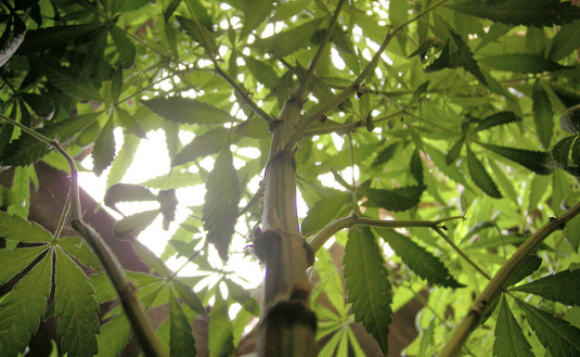 Es viable que en Aguascalientes se legalice la marihuana, afirma director de Salud Mental