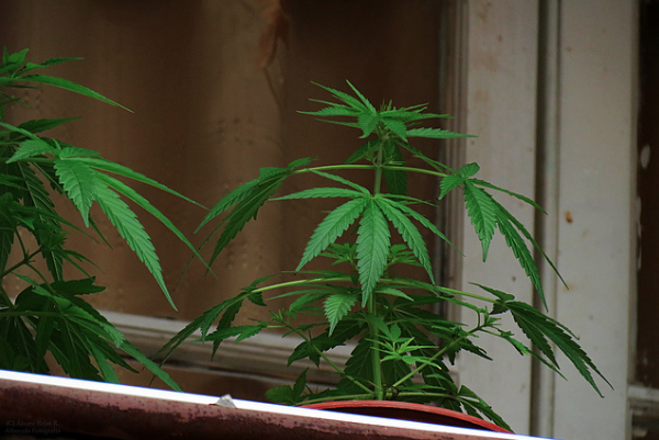 Dice Isse Aguascalientes sí a la marihuana legal, pero con estricto control