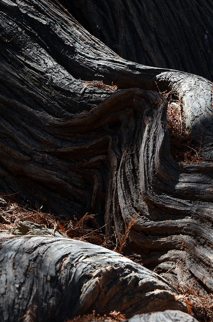 Descargas ilegales en cuencas de Cobos aniquilan el ecosistema de Aguascalientes