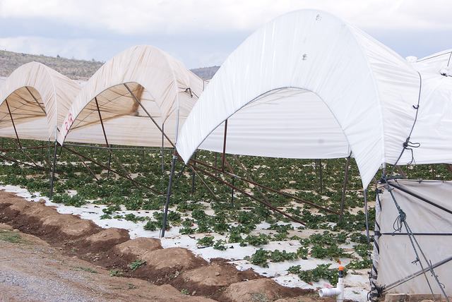 Asegura Morena que cumplirá con el compromiso de concluir con el Distrito de Riego de Aguascalientes