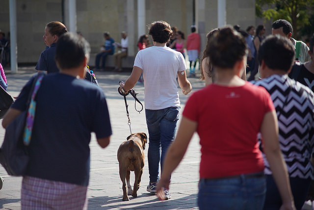 Urge contar con un padrón de mascotas para su control y cuidado en Aguascalientes