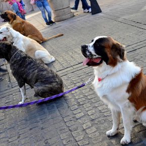 42247924471_d6b11daf4c_z