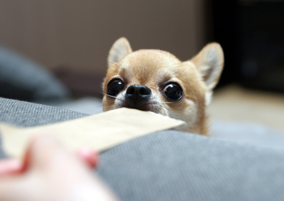 Perros chihuahua, reactivos y hasta agresivos