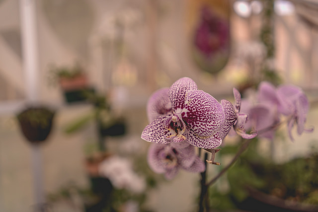 Amigos de las orquídeas