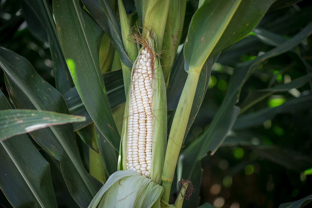 Inauguran Expo Ganadera de la Feria Regional del Maíz 2019 de San José de Gracia, en Aguascalientes