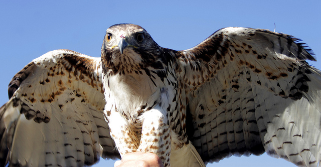 Retornan a 28 animales silvestres a su hábitat natural en Aguascalientes