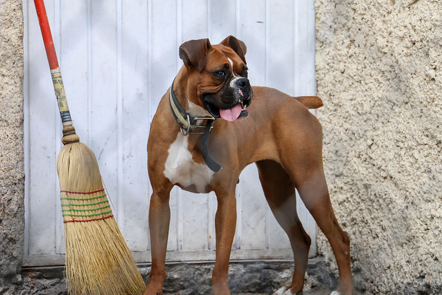 Reanudan programa de esterilización canina y felina a bajo costo en Aguascalientes