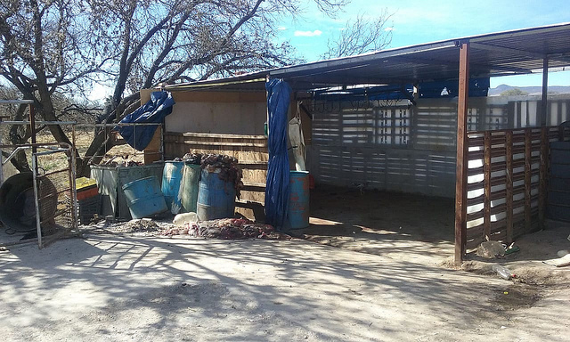 Fue desmantelado rastro clandestino en Pabellón de Arteaga, Aguascalientes