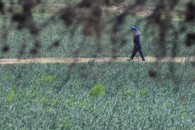 Déficit de trabajadores en el campo de Aguascalientes