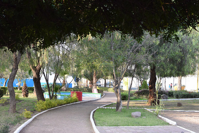 Crean app para contar los árboles del estado de Aguascalientes