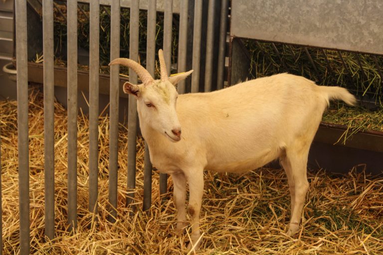 Sedrae apoya proyecto para centro de acopio de leche de cabra en Aguascalientes