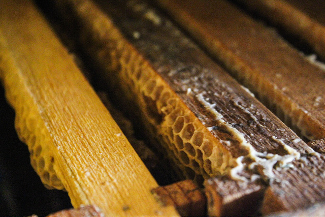 Es Aguascalientes uno de los dos estados con mayor exportación de miel en el país