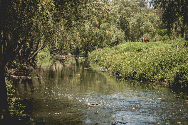 Afecta ecoturismo poco regulado a ballenas en mares mexicanos