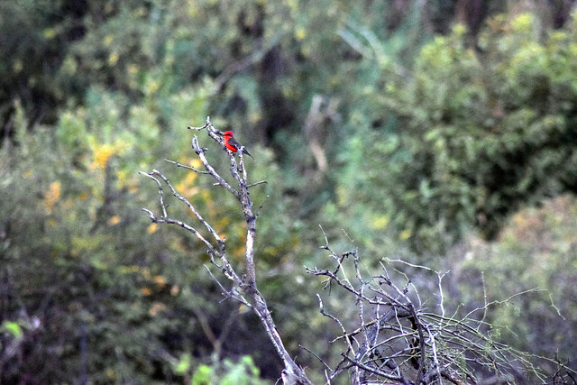 Pabellón de Arteaga, en Aguascalientes, se convertirá en Nicho Ecológico del Mezquite