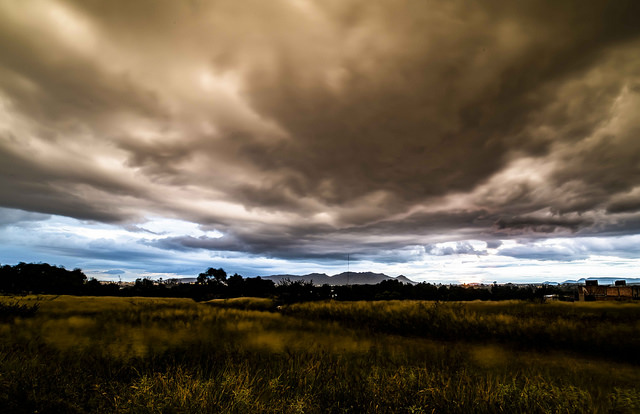 Analizar variación genética serviría para enfrentar el cambio climático  