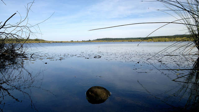 México ha perdido el 62 por ciento de sus humedales