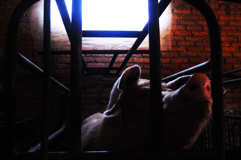 Gobierno de Aguascalientes se suma al proyecto del Rastro Municipal de Porcinos