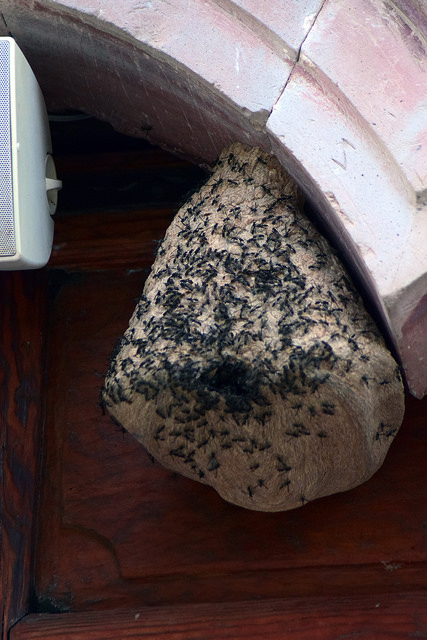 Emiten recomendaciones en Aguascalientes por incremento de enjambres de abejas