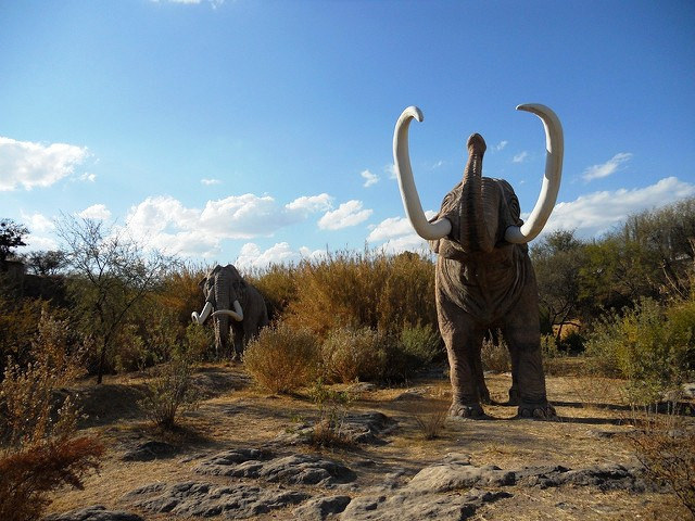 En amenaza, cerca del 30% de especies silvestres en el mundo