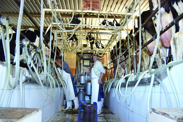 En Aguascalientes, están desapareciendo granjas lecheras medianas