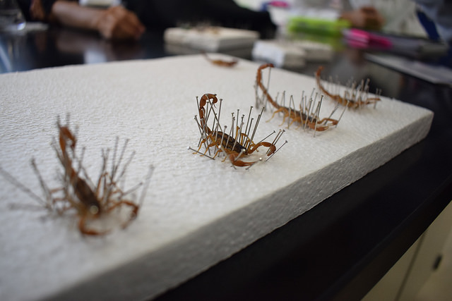 Alertan sobre picaduras de alacrán en Aguascalientes