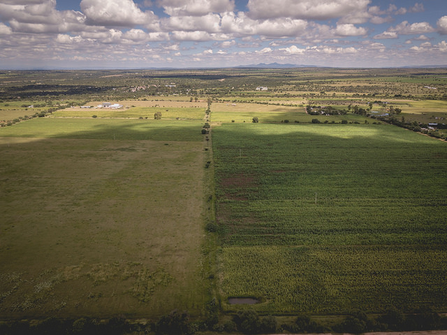 Dan a conocer proyecto para producir aceite de oliva extravirgen en Aguascalientes