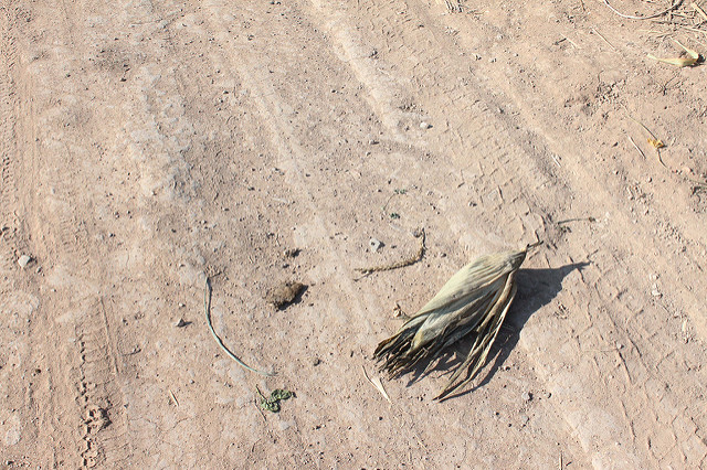 Crean científicos tecnología solar para desalinizar agua en zonas áridas