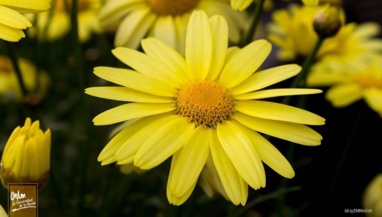 Derivados del árnica ayudarían en tratamiento contra cáncer de colon